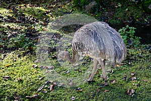 DarwinÃ¢â¬â¢s Rhea on the grass in autumn photo